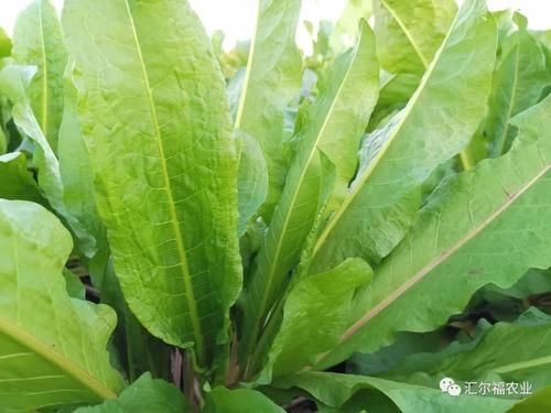 食叶草价格(食叶草价格行情)-图3 食叶草价格(食叶草价格行情)-图3