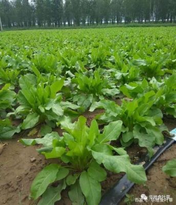 食叶草价格(食叶草价格行情)-图2 食叶草价格(食叶草价格行情)-图2