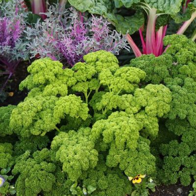 欧芹价格(欧芹的价格)-图3 欧芹价格(欧芹的价格)-图3