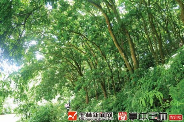 土格木价格的简单介绍-图3 土格木价格的简单介绍-图3