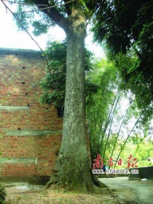 土格木价格的简单介绍