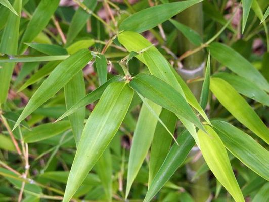 竹叶七价格(竹叶茶价格及图片)-图2 竹叶七价格(竹叶茶价格及图片)-图2