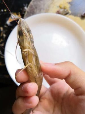 端秀荷价格(虾头胸部)-图2 端秀荷价格(虾头胸部)-图2