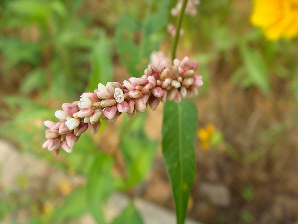 蓼子草价格（蓼子是什么药?别名?）