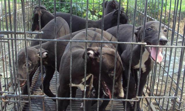山东猎犬价格(山东肉狗多少钱一斤)-图1 山东猎犬价格(山东肉狗多少钱一斤)-图1
