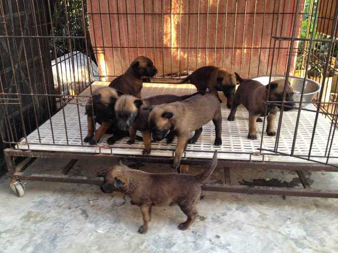 山东猎犬价格(山东肉狗多少钱一斤)-图2 山东猎犬价格(山东肉狗多少钱一斤)-图2