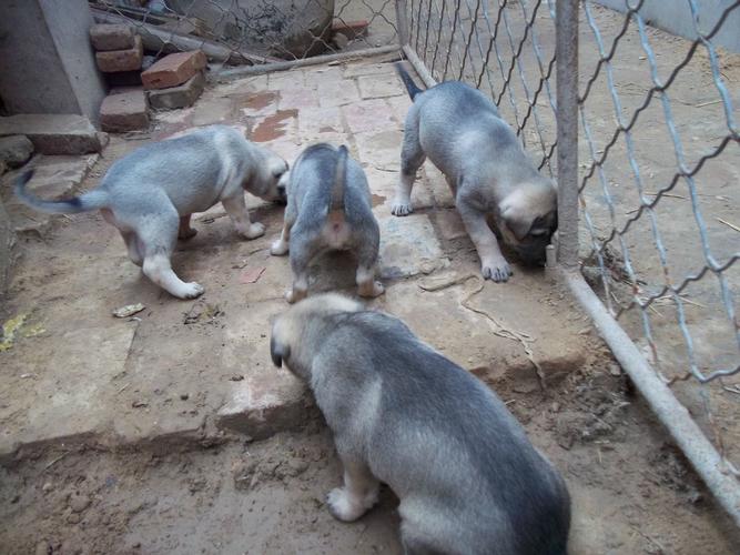 山东猎犬价格(山东肉狗多少钱一斤)-图3 山东猎犬价格(山东肉狗多少钱一斤)-图3