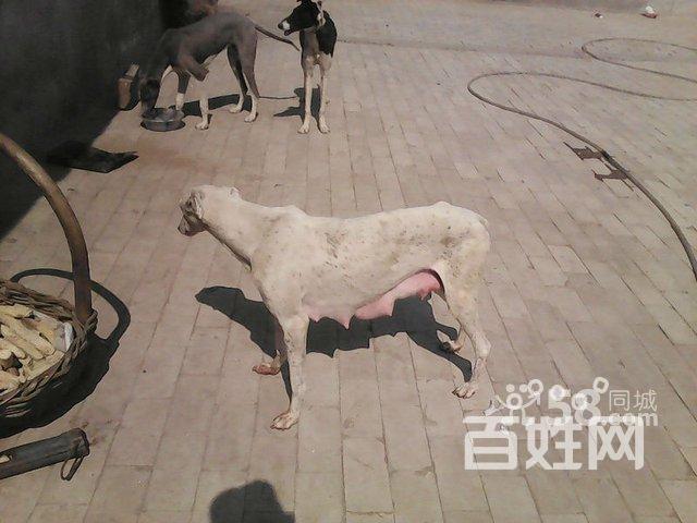锦州细狗价格便宜(锦州细狗买卖百姓网)-图3 锦州细狗价格便宜(锦州细狗买卖百姓网)-图3