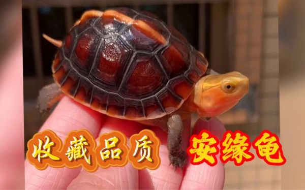 线安龟价格(什么叫线安龟)-图2 线安龟价格(什么叫线安龟)-图2