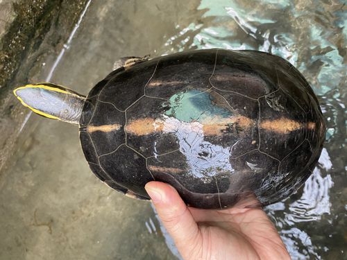 线安龟价格(什么叫线安龟)-图3 线安龟价格(什么叫线安龟)-图3