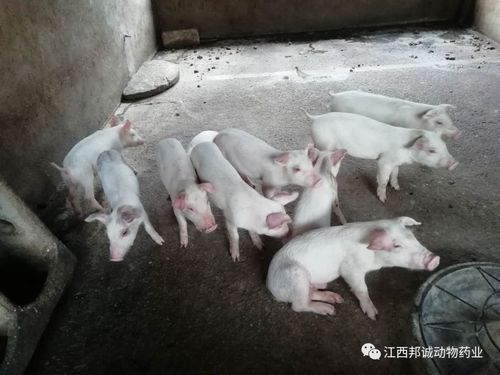 保定毛猪价格(保定猪崽价格)-图2 保定毛猪价格(保定猪崽价格)-图2