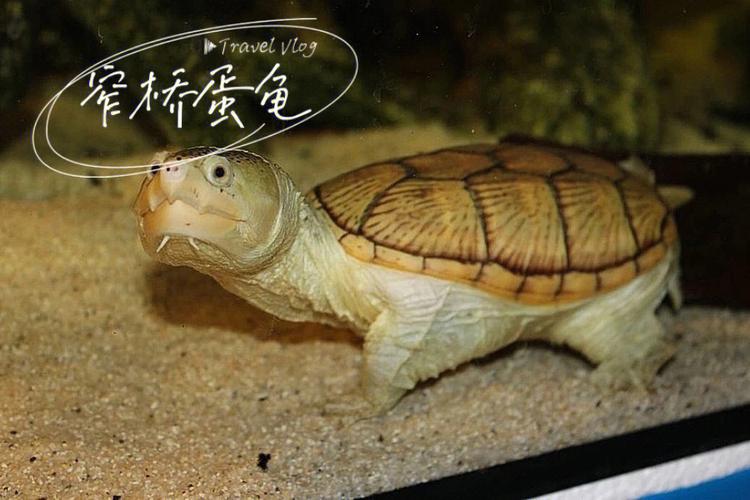 廷桥价格(窄桥以前价格)-图2 廷桥价格(窄桥以前价格)-图2