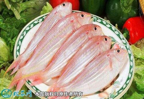 红杉鱼的价格（红杉鱼的价格是多少）