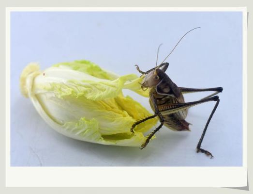 蝈蝈批发价格(蝈蝈批发价格表)-图2 蝈蝈批发价格(蝈蝈批发价格表)-图2