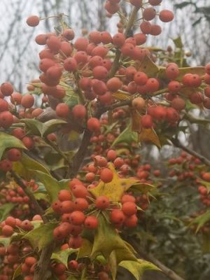 虎刺树价格（虎刺树风水宝地）