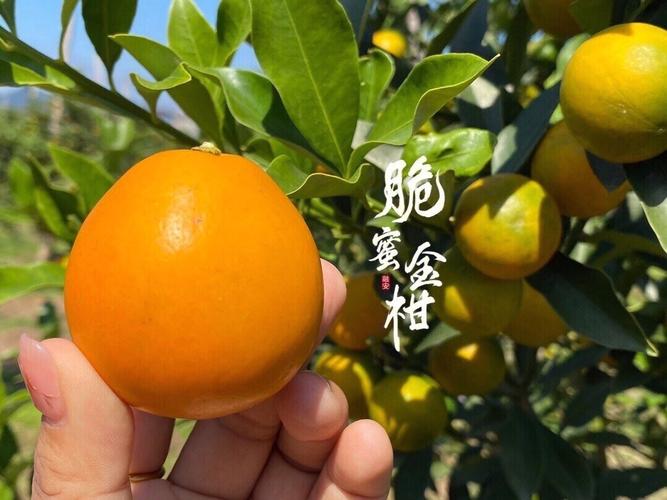 金水柑价格（金柑是什么水果）