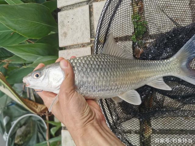 土凌鱼价格(土凌鱼多少钱一斤)-图2 土凌鱼价格(土凌鱼多少钱一斤)-图2