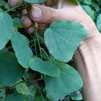半截叶价格(半截叶根锅铲叶图片)-图3 半截叶价格(半截叶根锅铲叶图片)-图3