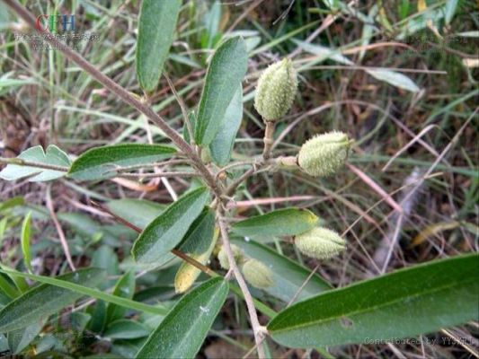 山芝麻价格(山芝麻价格表)-图2 山芝麻价格(山芝麻价格表)-图2