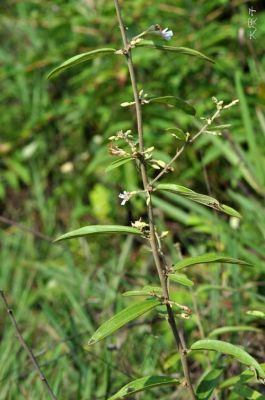 山芝麻价格（山芝麻价格表）