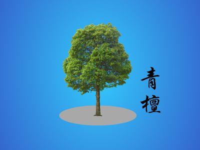 关于青檀价格行情的信息-图3 关于青檀价格行情的信息-图3