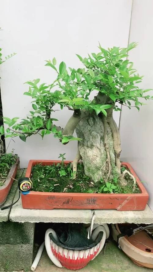 关于青檀价格行情的信息-图2 关于青檀价格行情的信息-图2