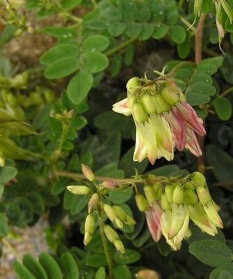 野黄芪价格(野生黄芪市场价是多少)-图3 野黄芪价格(野生黄芪市场价是多少)-图3