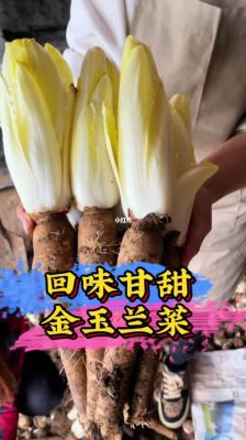 金玉兰菜价格（金玉兰菜的吃法）