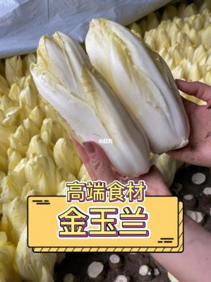 金玉兰菜价格(金玉兰菜的吃法)-图3 金玉兰菜价格(金玉兰菜的吃法)-图3