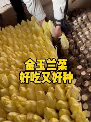 金玉兰菜价格(金玉兰菜的吃法)-图2 金玉兰菜价格(金玉兰菜的吃法)-图2