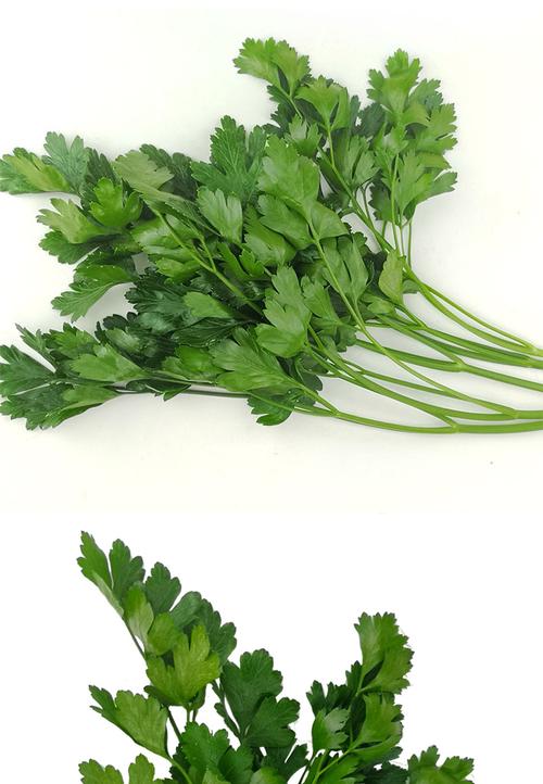 欧芹的价格(欧芹价格多少钱一斤)-图2 欧芹的价格(欧芹价格多少钱一斤)-图2