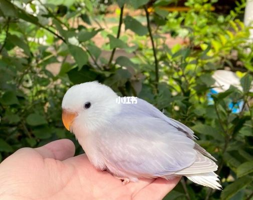 紫罗伊莎产品价格表(紫罗伊莎产品价格表图片)-图2 紫罗伊莎产品价格表(紫罗伊莎产品价格表图片)-图2