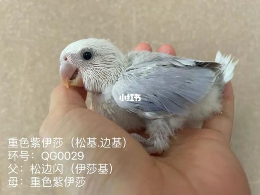紫罗伊莎产品价格表(紫罗伊莎产品价格表图片)-图3 紫罗伊莎产品价格表(紫罗伊莎产品价格表图片)-图3