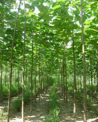 泡桐苗价格（泡桐苗木）