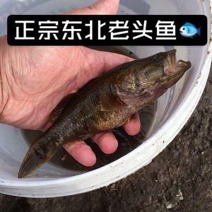 吉林老头鱼的价格(辽宁老头鱼)-图2 吉林老头鱼的价格(辽宁老头鱼)-图2