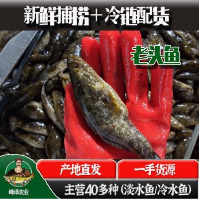 吉林老头鱼的价格(辽宁老头鱼)-图3 吉林老头鱼的价格(辽宁老头鱼)-图3