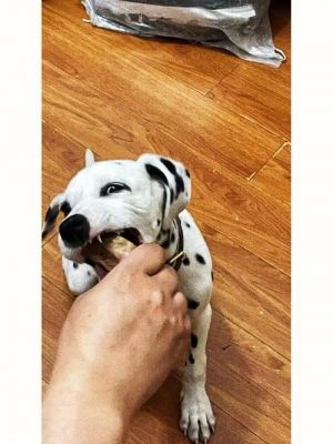 大麦丁犬价格（大麦汀犬适合家养吗）