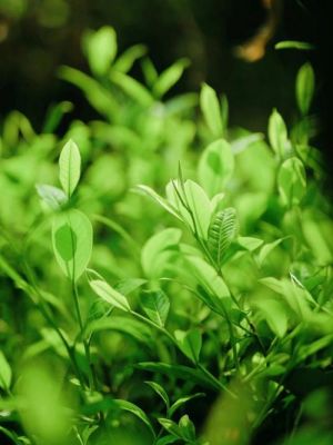清凉山磨锅茶价格(清凉山磨锅茶是凉性还是热性)-图3 清凉山磨锅茶价格(清凉山磨锅茶是凉性还是热性)-图3