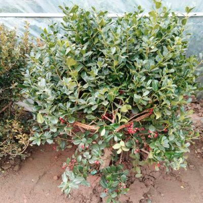 枸骨球价格(枸骨观赏价值)-图2 枸骨球价格(枸骨观赏价值)-图2