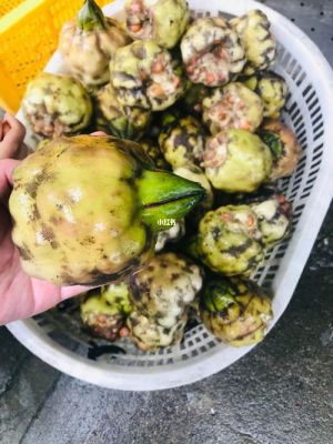 鸡头苞价格(鸡头苞梗)-图3 鸡头苞价格(鸡头苞梗)-图3
