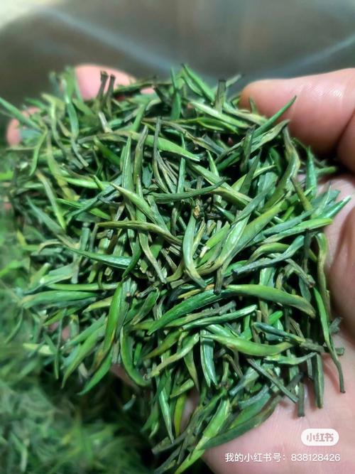 贡芽价格（贡芽茶叶）