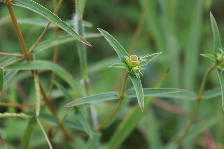 香炉草价格(香炉草的学名)-图3 香炉草价格(香炉草的学名)-图3