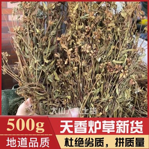 香炉草价格(香炉草的学名)-图2 香炉草价格(香炉草的学名)-图2