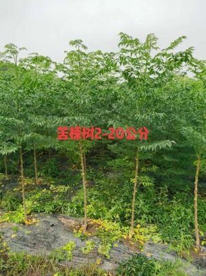 苦炼树价格（苦练树有毒吗）