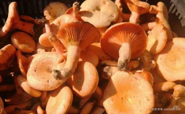 紫花菌价格(紫花菌多少钱一斤)-图3 紫花菌价格(紫花菌多少钱一斤)-图3