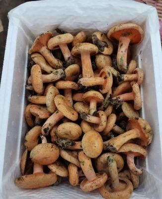 紫花菌价格(紫花菌多少钱一斤)-图2 紫花菌价格(紫花菌多少钱一斤)-图2