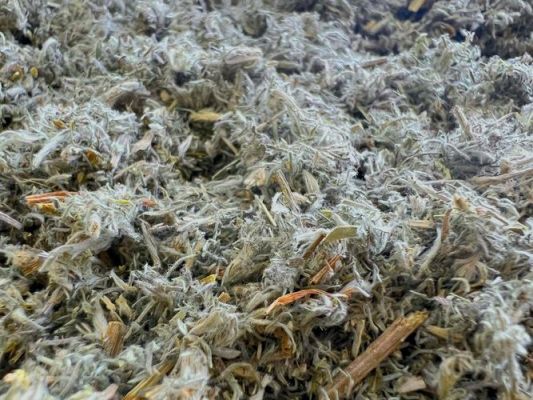 绵茵陈价格(绵茵陈是什么样子)-图3 绵茵陈价格(绵茵陈是什么样子)-图3