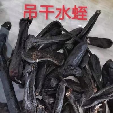 烫水蛭价格(烫水蛭价格2023最新价格表)-图3 烫水蛭价格(烫水蛭价格2023最新价格表)-图3