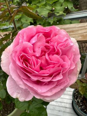 月伊妃价格(伊芙月季品种大全图片)-图2 月伊妃价格(伊芙月季品种大全图片)-图2