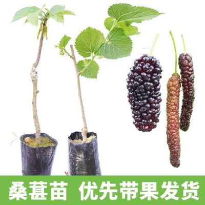 长桑果苗价格(长果桑苗多少钱一棵)-图3 长桑果苗价格(长果桑苗多少钱一棵)-图3